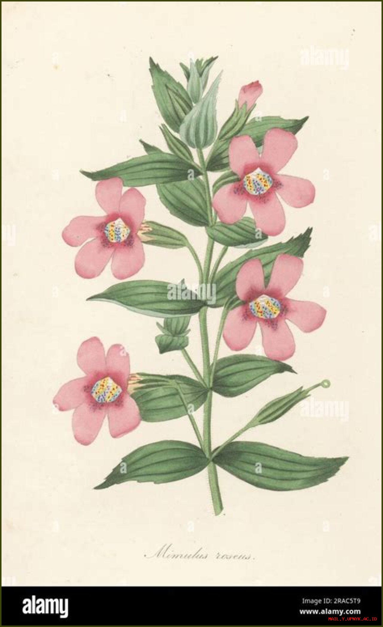 Learn About Jennie Salmon: The Renowned Scottish Botanist