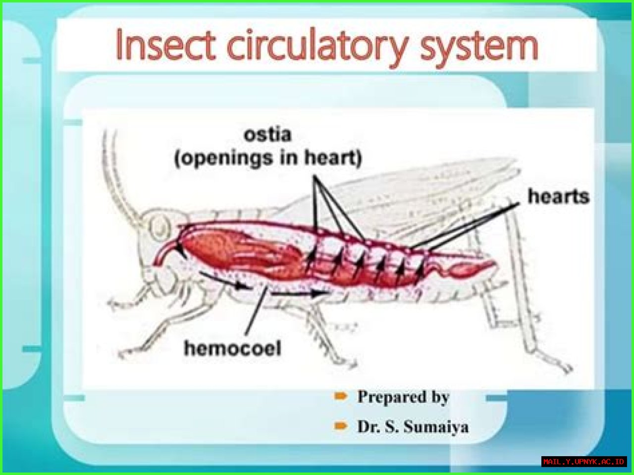 Revealing The Secrets: Do Insects Possess A Closed Circulatory System?